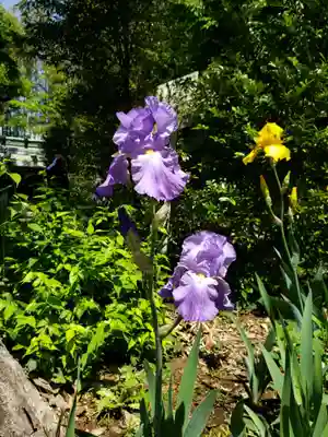 鷺宮八幡神社(東京都)