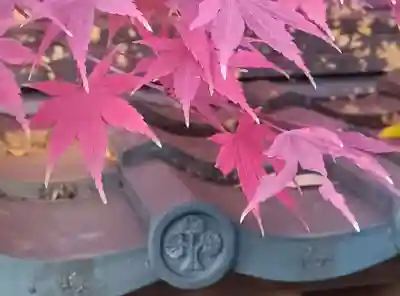 越ヶ谷久伊豆神社のその他建物