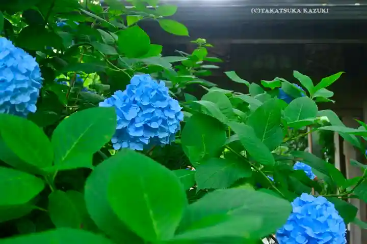 明月院(神奈川県)