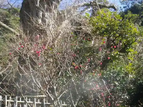 荏柄天神社の自然