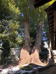 鳩ヶ谷氷川神社の自然