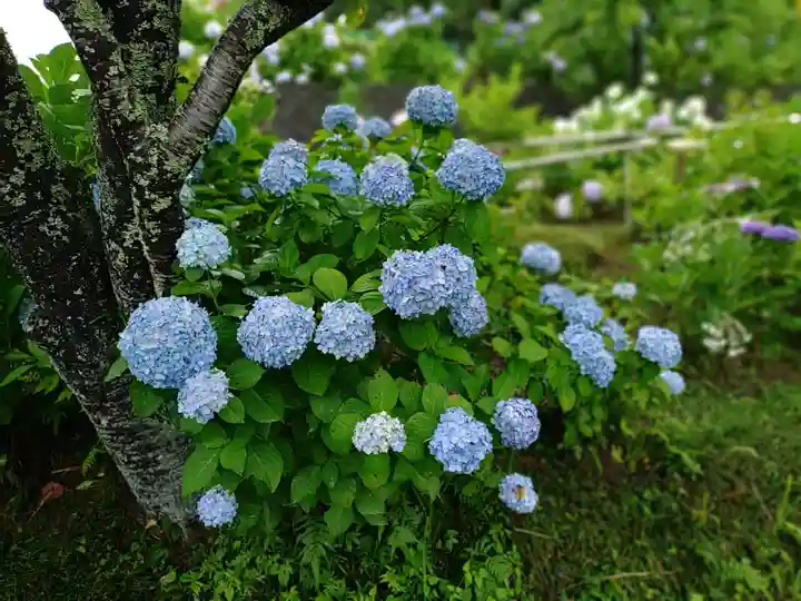 極楽寺(静岡県)