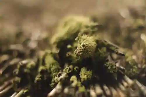 高台寺（高台寿聖禅寺・高臺寺）(京都府)