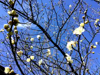 山王厳島神社の自然