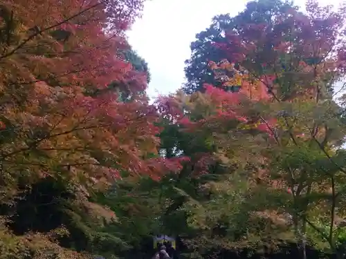 光明寺（粟生光明寺）(京都府)