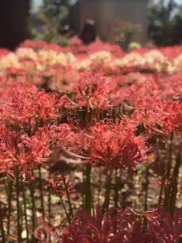 横浜　西方寺の自然