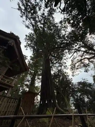 須佐神社の{uncategorized: "未分類", other: "その他", undefined: "問題あり", building: "その他建物", grave: "お墓", sacred_gate: "鳥居", guardian: "狛犬", statue: "像", buddha: "仏像", history: "歴史", nature: "自然", garden: "庭園", animal: "動物", pagoda: "塔", temizu: "手水舎", mountain_gate: "山門・神門", sanctuary: "本殿・本堂", subordinate: "末社・摂社", art: "芸術", scenery: "景色", jizo: "地蔵", ema: "絵馬", goshuin: "御朱印", omikuji: "おみくじ", items: "授与品その他", amulet: "お守り", goshuincho: "御朱印帳", eats: "食事", festival: "お祭り", votive_dance: "神楽", shichigosan: "七五三参", wedding: "結婚式", experience: "体験その他", initially: "初詣", around: "周辺", anti_infection: "感染症対策"}