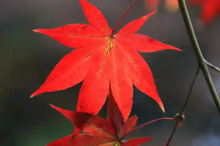 鹿島大神宮の自然