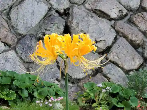 兵庫縣神戸護國神社の自然