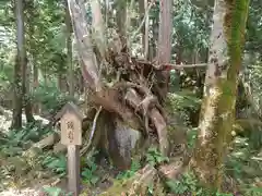 天の岩戸(飛騨一宮水無神社奥宮)の自然