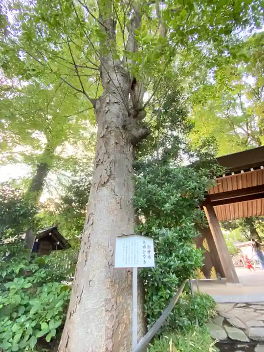 阿佐ヶ谷神明宮の自然