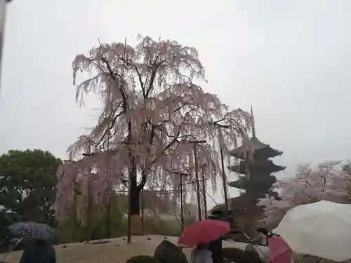 東寺（教王護国寺）の庭園