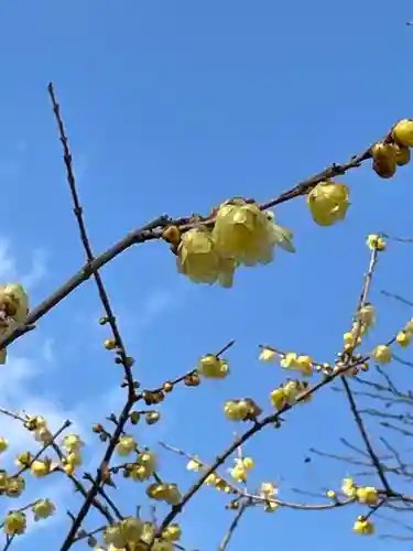 糀谷八幡宮の自然