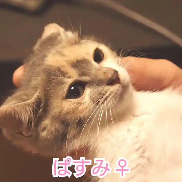 天王山 安楽寺(福井県)