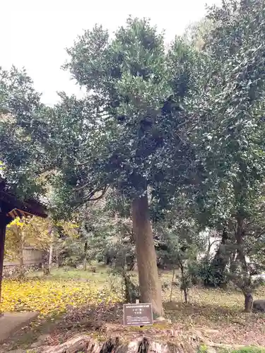 若松天神社(滋賀県)