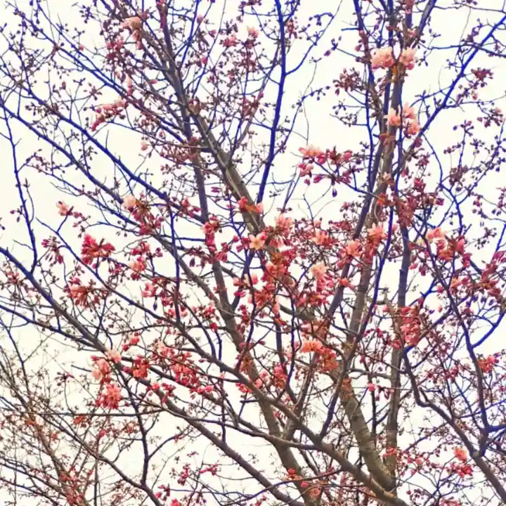 彌彦神社 (伊夜日子神社)の自然