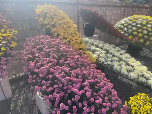 亀戸天神社の庭園