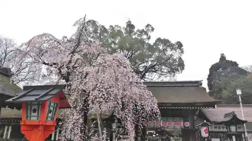 平野神社の自然