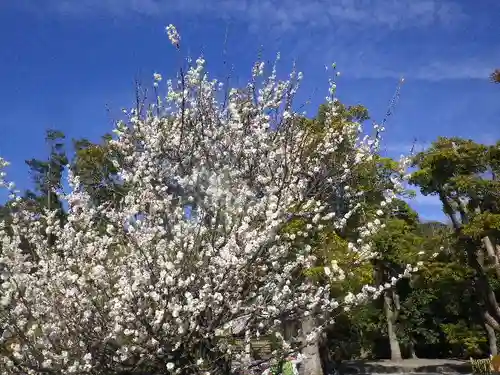 鶴岡八幡宮の自然