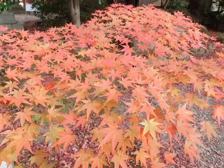 大原野神社の自然