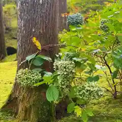 古峯神社の自然