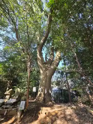 金井八幡神社(東京都)