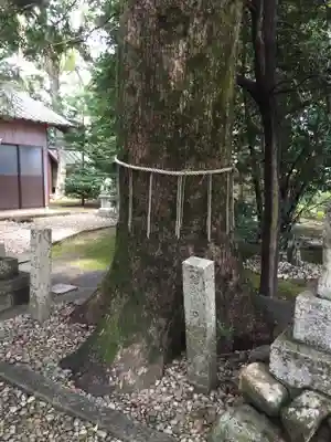 櫛田神社の自然