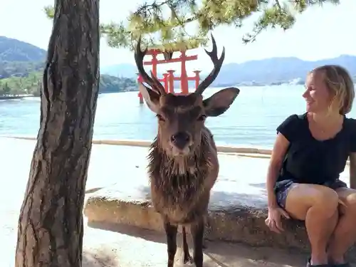 厳島神社(広島県)