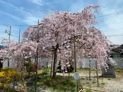 橋寺 放生院の自然