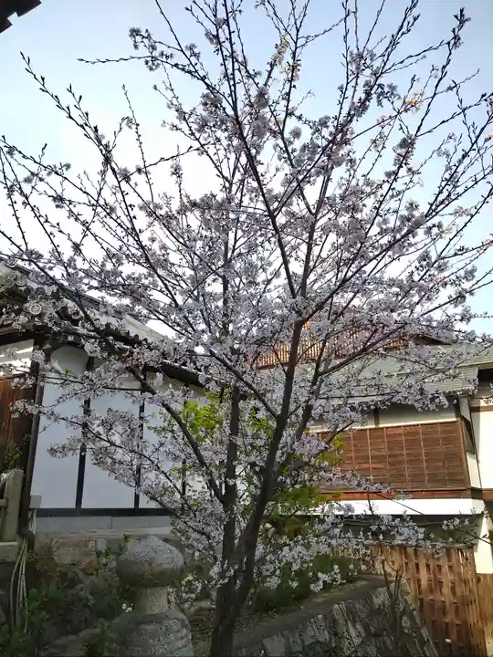 阿智神社の自然