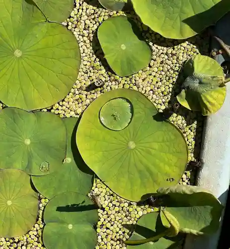 五井山 妙善院の自然