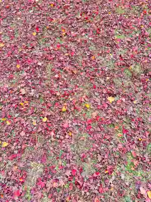 日吉大社の{uncategorized: "未分類", other: "その他", undefined: "問題あり", building: "その他建物", grave: "お墓", sacred_gate: "鳥居", guardian: "狛犬", statue: "像", buddha: "仏像", history: "歴史", nature: "自然", garden: "庭園", animal: "動物", pagoda: "塔", temizu: "手水舎", mountain_gate: "山門・神門", sanctuary: "本殿・本堂", subordinate: "末社・摂社", art: "芸術", scenery: "景色", jizo: "地蔵", ema: "絵馬", goshuin: "御朱印", omikuji: "おみくじ", items: "授与品その他", amulet: "お守り", goshuincho: "御朱印帳", eats: "食事", festival: "お祭り", votive_dance: "神楽", shichigosan: "七五三参", wedding: "結婚式", experience: "体験その他", initially: "初詣", around: "周辺", anti_infection: "感染症対策"}