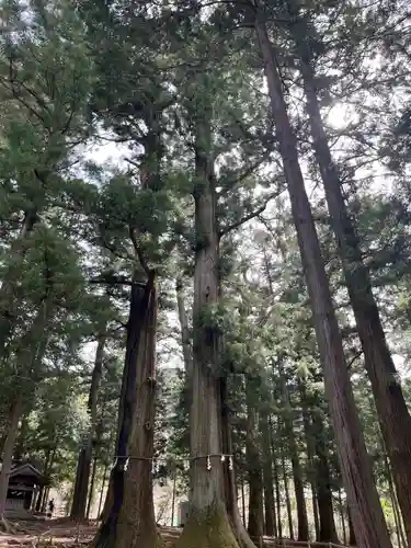 河口浅間神社の自然