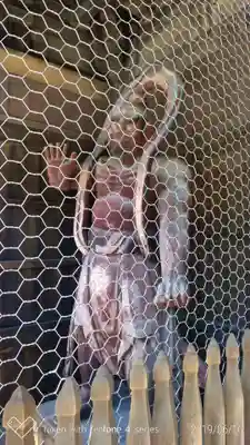 高幡不動尊 金剛寺の仏像