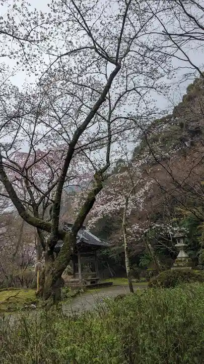 勝持寺(花の寺)(京都府)