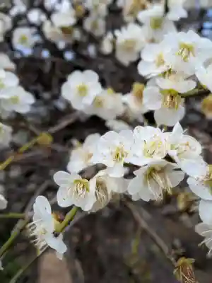 松應寺(東京都)