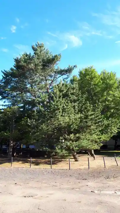 岩内神社の自然