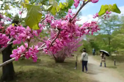 半木神社（賀茂別雷神社境外末社）の自然