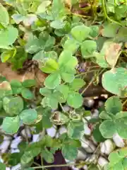 長良神社の自然