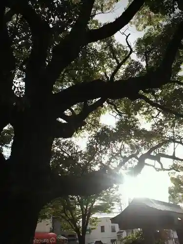 金岡神社の自然