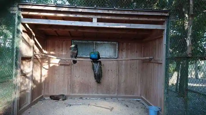 岩槻久伊豆神社の動物
