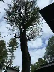 鹿嶋八幡神社の自然