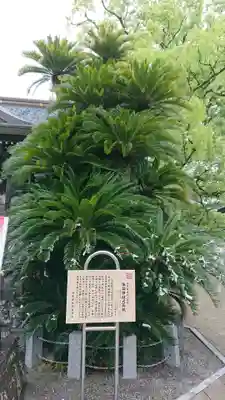本渡諏訪神社の歴史