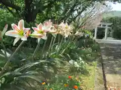 屋久島大社の自然