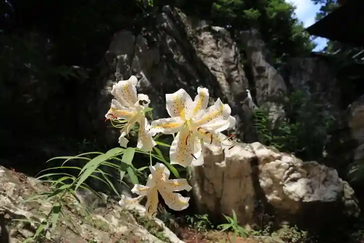 鹿島大神宮の自然
