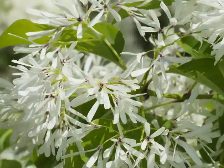 成就院の{uncategorized: "未分類", other: "その他", undefined: "問題あり", building: "その他建物", grave: "お墓", sacred_gate: "鳥居", guardian: "狛犬", statue: "像", buddha: "仏像", history: "歴史", nature: "自然", garden: "庭園", animal: "動物", pagoda: "塔", temizu: "手水舎", mountain_gate: "山門・神門", sanctuary: "本殿・本堂", subordinate: "末社・摂社", art: "芸術", scenery: "景色", jizo: "地蔵", ema: "絵馬", goshuin: "御朱印", omikuji: "おみくじ", items: "授与品その他", amulet: "お守り", goshuincho: "御朱印帳", eats: "食事", festival: "お祭り", votive_dance: "神楽", shichigosan: "七五三参", wedding: "結婚式", experience: "体験その他", initially: "初詣", around: "周辺", anti_infection: "感染症対策"}