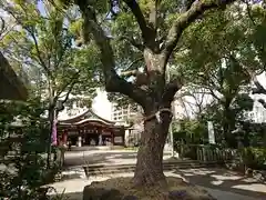 豊崎神社の自然