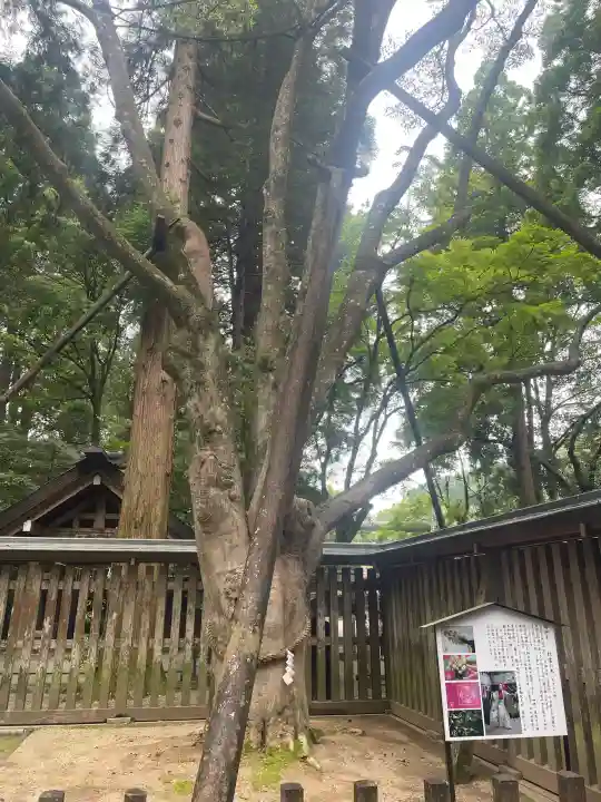 天岩戸神社の{uncategorized: "未分類", other: "その他", undefined: "問題あり", building: "その他建物", grave: "お墓", sacred_gate: "鳥居", guardian: "狛犬", statue: "像", buddha: "仏像", history: "歴史", nature: "自然", garden: "庭園", animal: "動物", pagoda: "塔", temizu: "手水舎", mountain_gate: "山門・神門", sanctuary: "本殿・本堂", subordinate: "末社・摂社", art: "芸術", scenery: "景色", jizo: "地蔵", ema: "絵馬", goshuin: "御朱印", omikuji: "おみくじ", items: "授与品その他", amulet: "お守り", goshuincho: "御朱印帳", eats: "食事", festival: "お祭り", votive_dance: "神楽", shichigosan: "七五三参", wedding: "結婚式", experience: "体験その他", initially: "初詣", around: "周辺", anti_infection: "感染症対策"}
