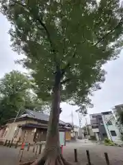 氷川神社の自然