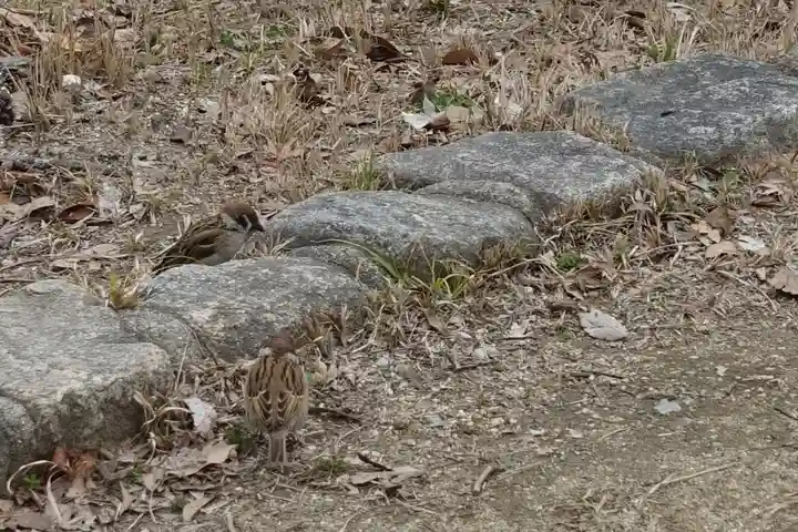豊國神社の動物